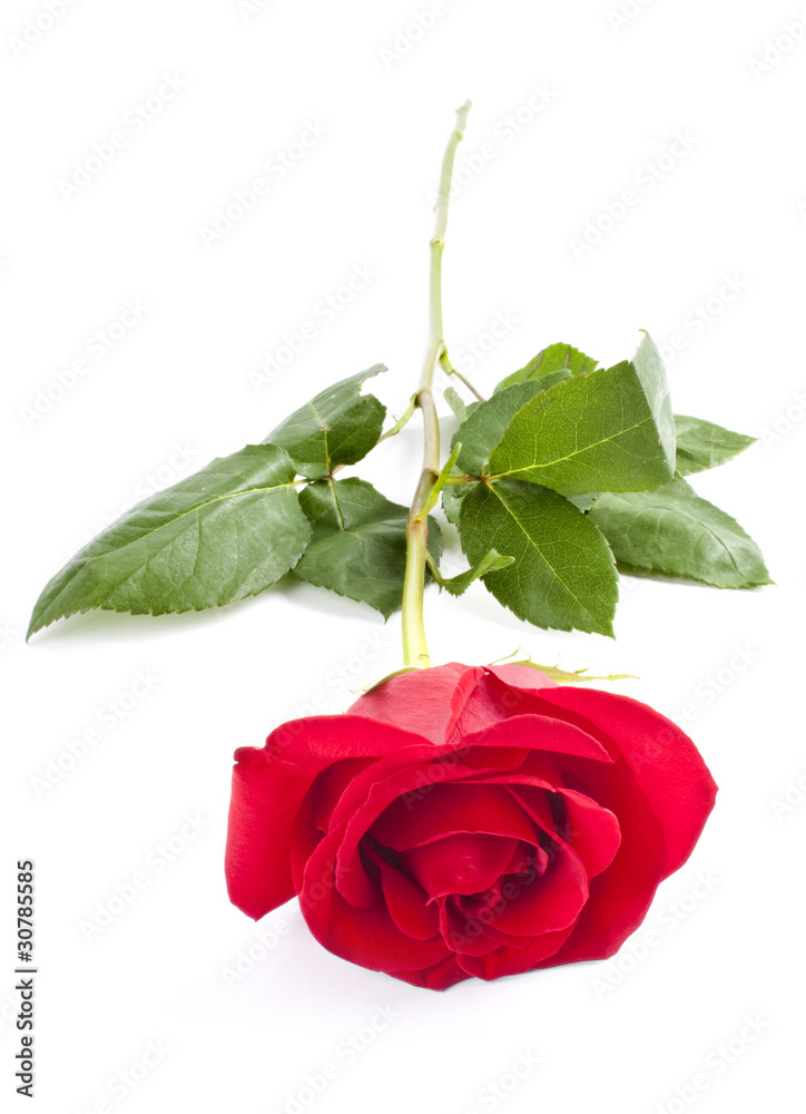 Fototapeta premium Rose