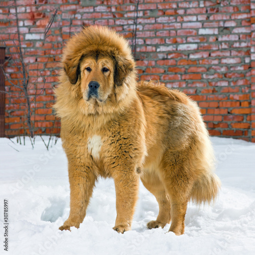 Tibetan Mastiff
