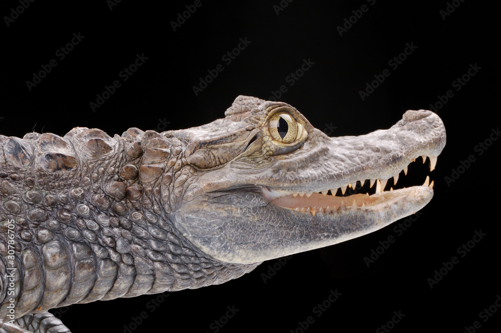 Obraz premium alligator isolated on the black background