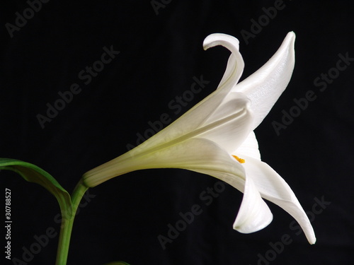 Weiße Lilie