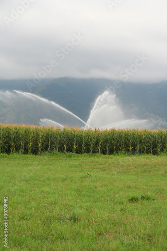 campo di mais irrigato verticale
