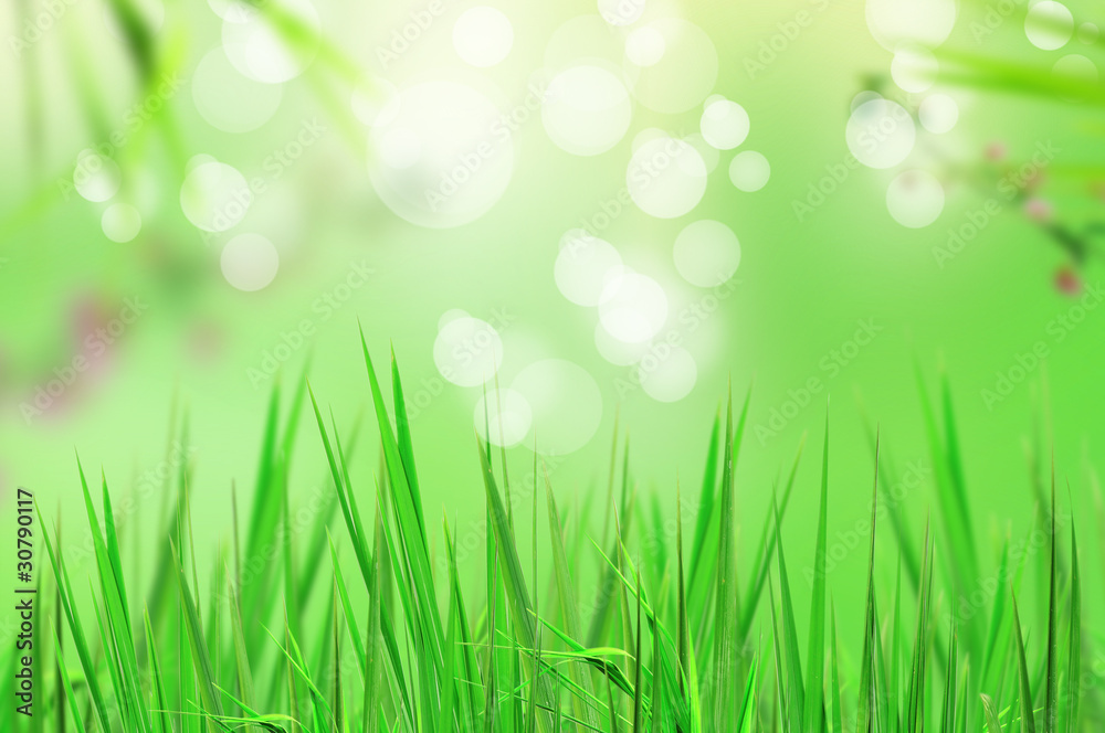 beautiful fresh grass and light reflect in morning beautiful fresh grass and light reflect in morning
