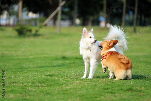 Two dogs playing