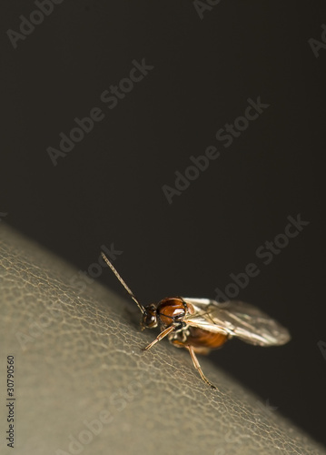 Cynipidae