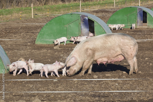 free range pigs photo