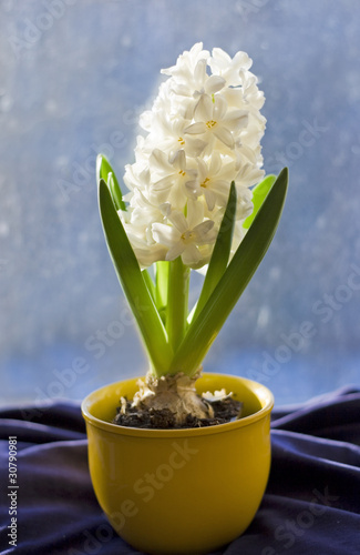 White  Hyacinth.