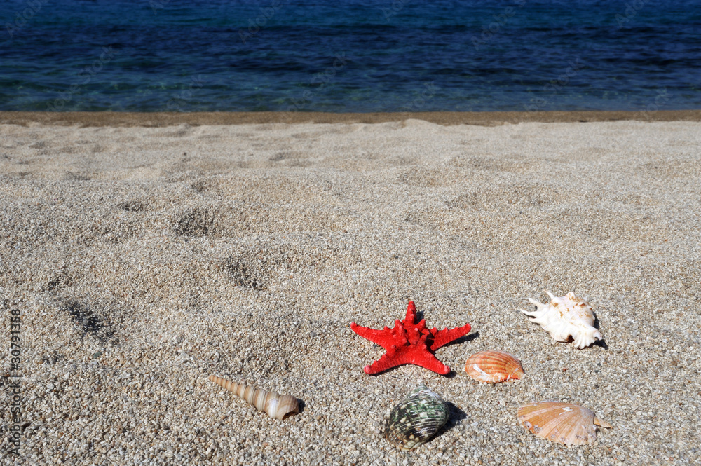 Red sea star and shells on beach Red sea star and shells on beach