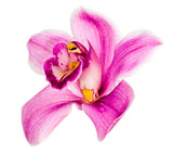 pink orchid flower isolated on white