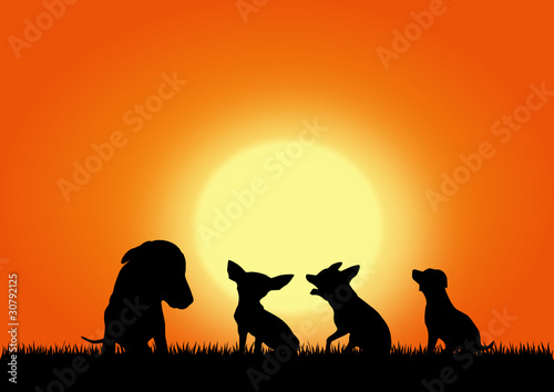 Dogs on the sunset background  vector image