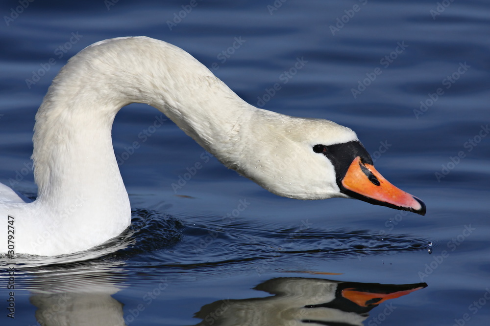Obraz premium A closeup on a white swan in the water