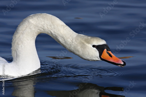 A closeup on a white swan in the water