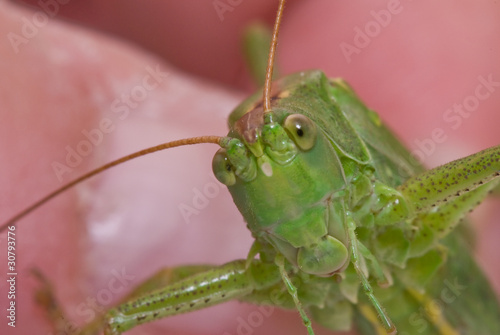 Grasshopper portrait on pink background