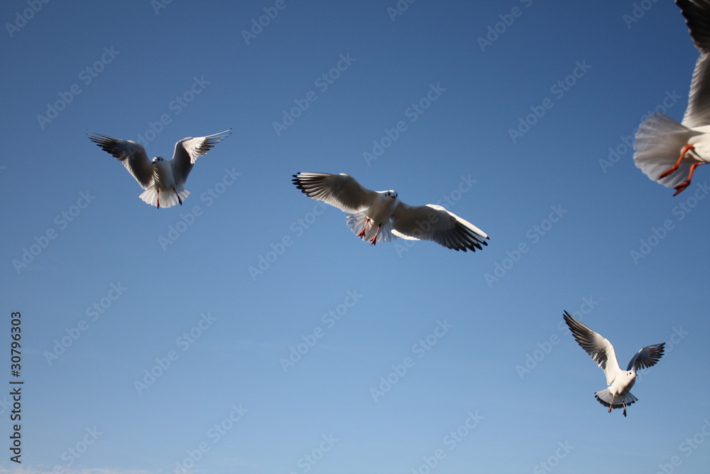 Obraz premium seamew seagull