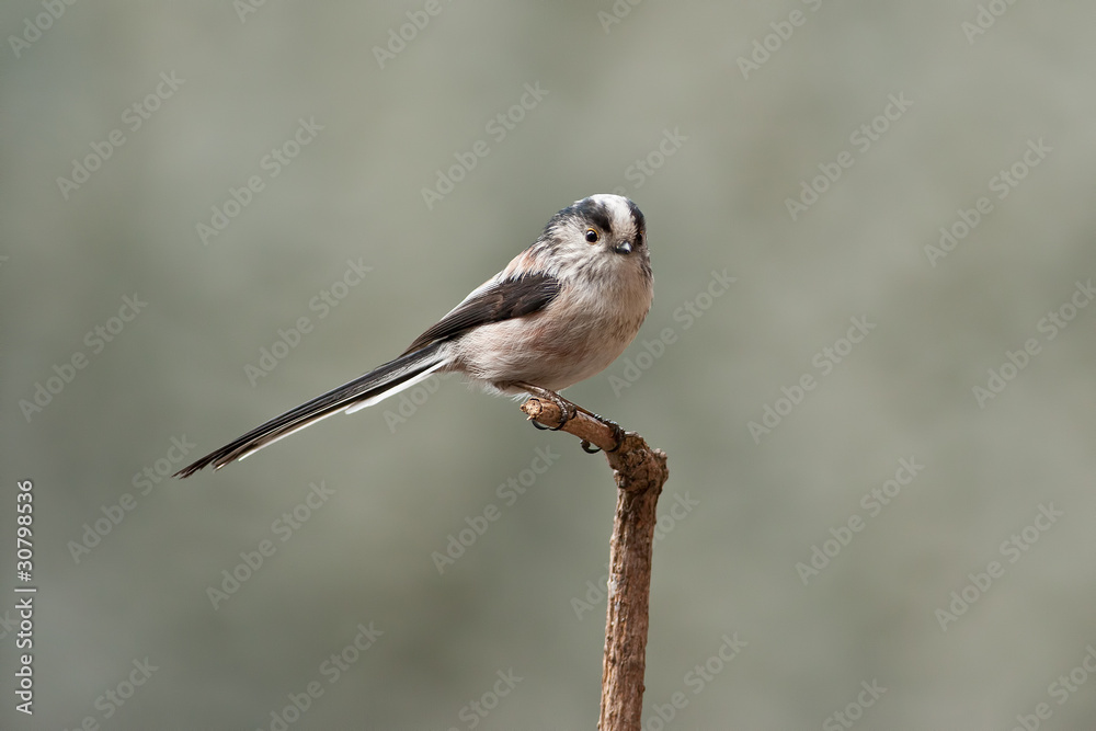 Long-Tailed Tit