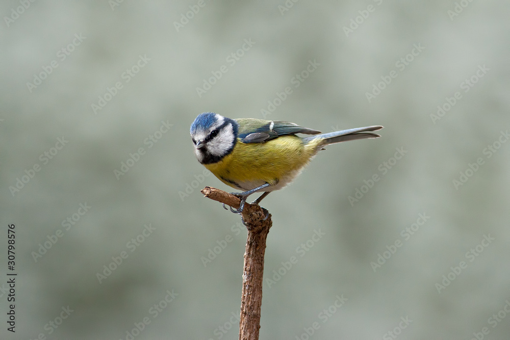 Fototapeta premium Blue Tit