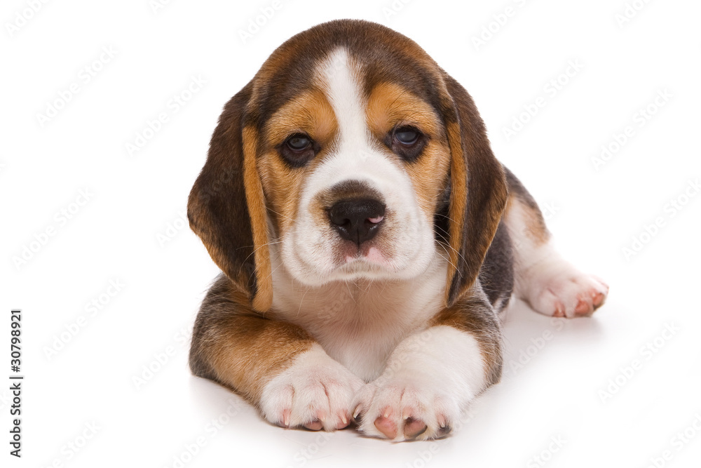 Beagle puppy on white background