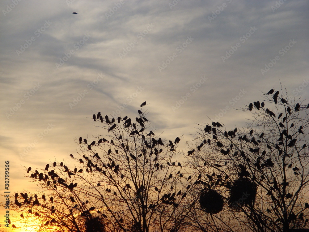Obraz premium Birds