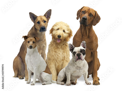 Hundegruppe 5 Rassen