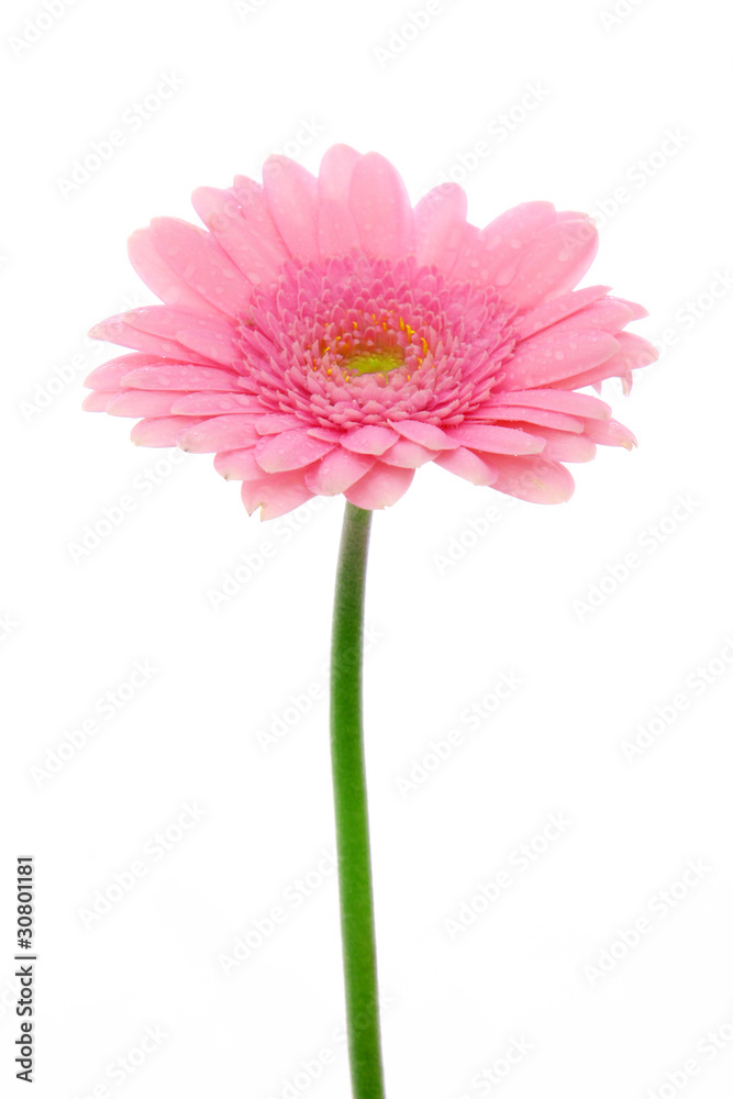 gerbera gerbera