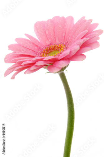 gerbera