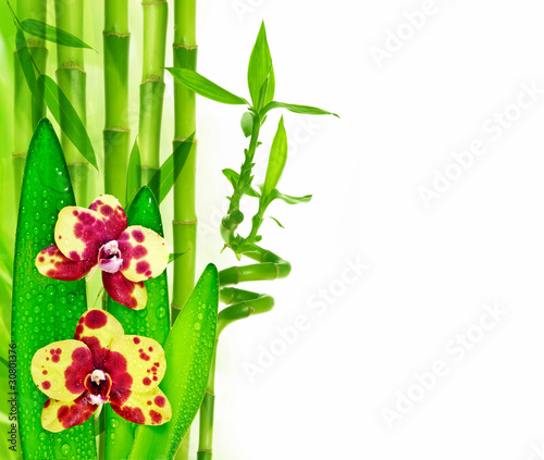 Fototapeta Naklejka Na Ścianę i Meble -  orchid and bamboo