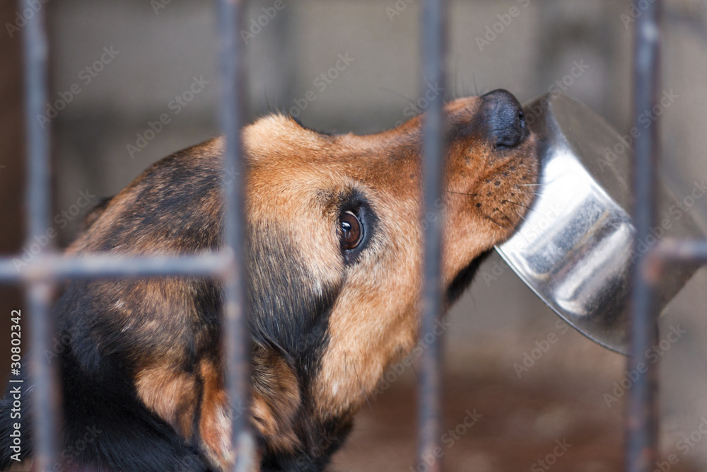 Hungry dog with bowl locked in the cage