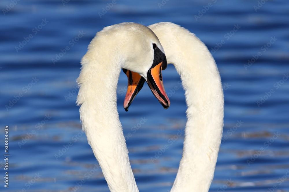 Fototapeta premium Two white swans in the water, feeling just fine!