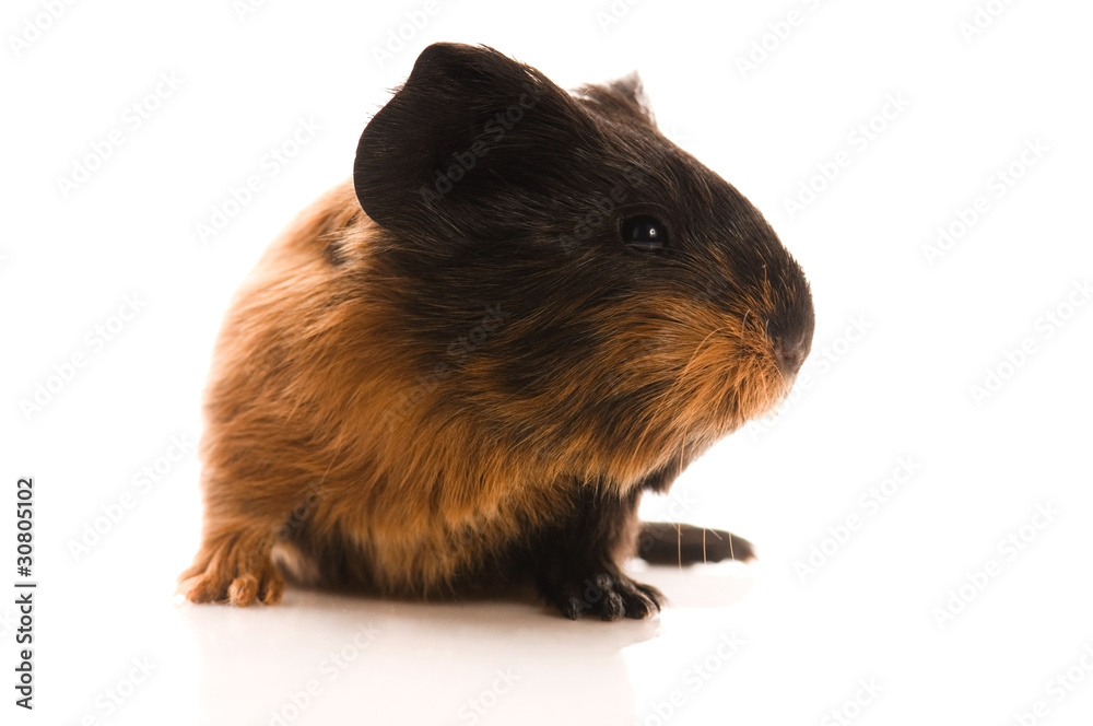 Fototapeta premium baby guinea pig