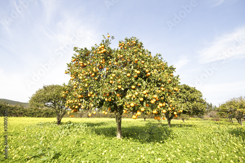 Photos Orange tree in springtime full of oranges