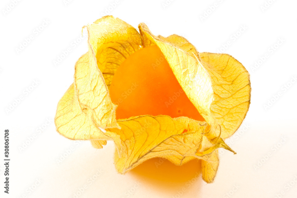 Naklejka premium Physalis peruviana