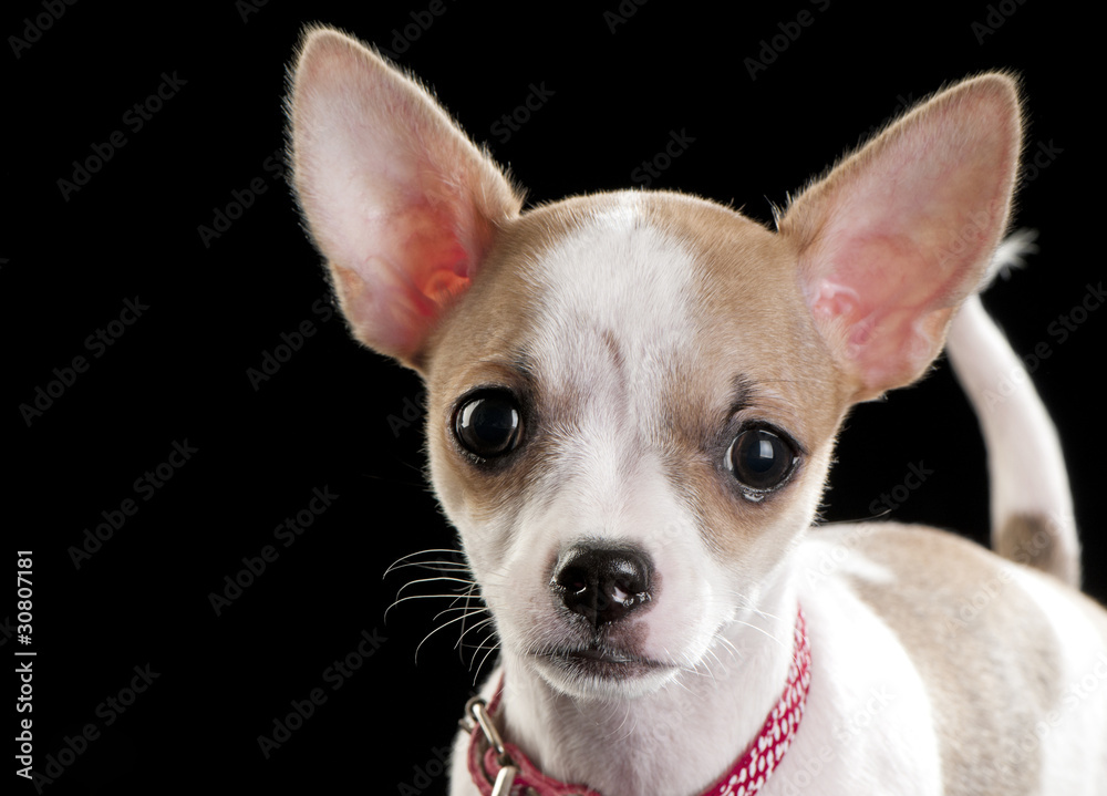 expressive portrait Chihuahua puppy on black background
