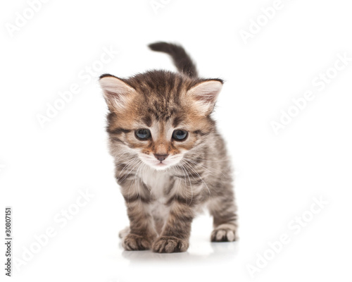 siberian kitten on white background