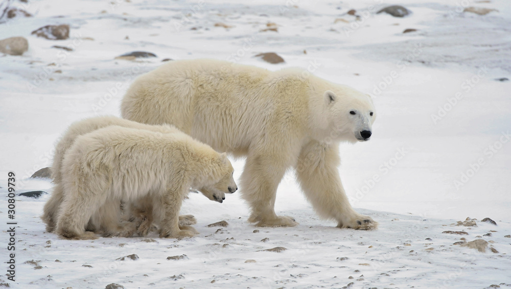 Polar she-bear with cubs. Polar she-bear with cubs.