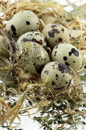 oeufs de caille sur paille