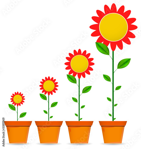 sun flower