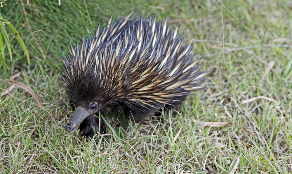 Echidna Echidna