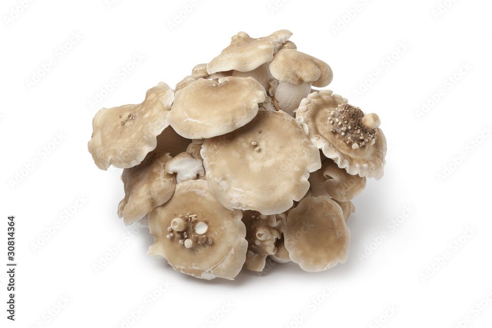 Bunch of fresh Shimeji mushrooms Bunch of fresh Shimeji mushrooms
