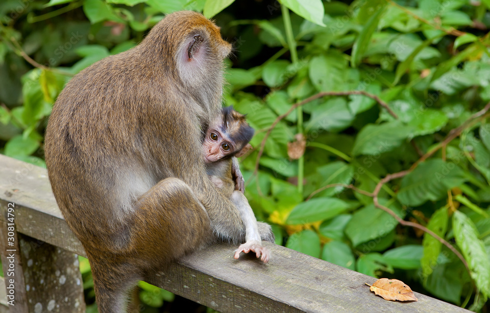 Obraz premium Macaca fascicularis with child