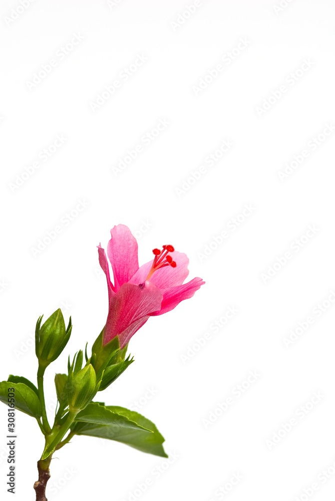 Hibiscus flower with green leaves on white background