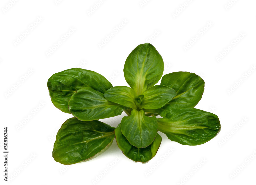 Feldsalat Feldsalat