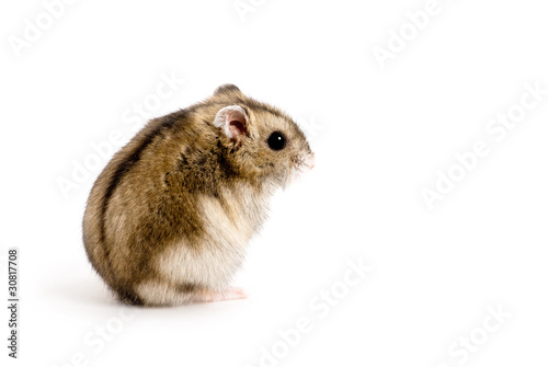 Dwarf hamster