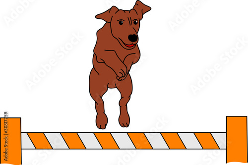 dog agility