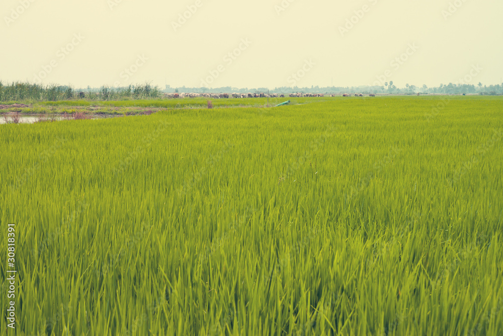 Obraz premium Cornfield