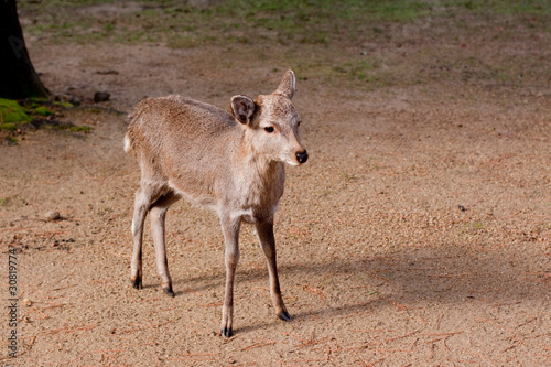 Standing young deer