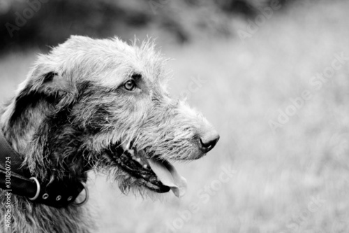 Portrait of irish wolfhound photo