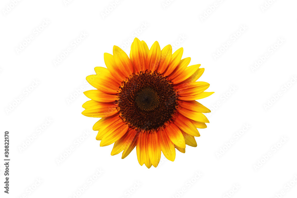 Obraz premium sunflower