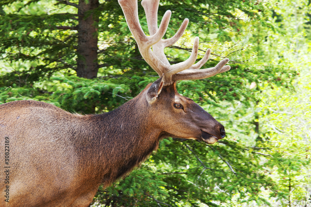 Deer Deer