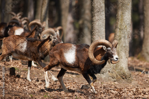 Mouflons in European forest