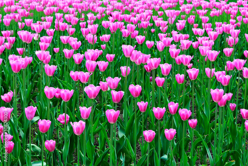 Spring. Pink tulips