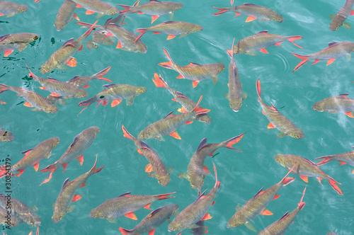 Pattern of school of red tail fish in green water